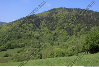 background nature forest 0006
